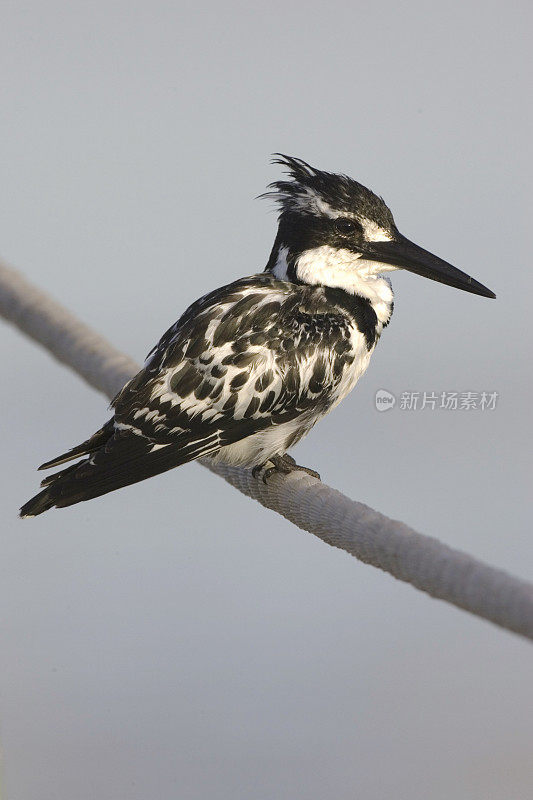 花衣魔笛手(Ceryle rudis)